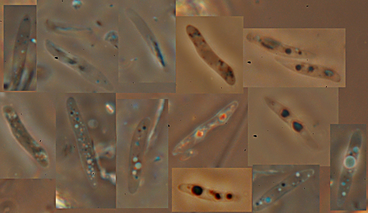 Subulicystidium longisporum (Patouillard) Parmasto